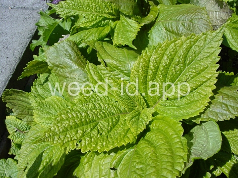 mint, perilla